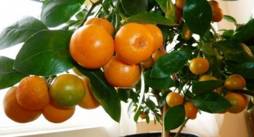 Jak pěstovat a pečovat o mandarinky doma